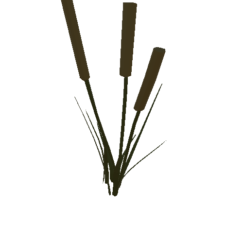 Cattail Plant 3_1